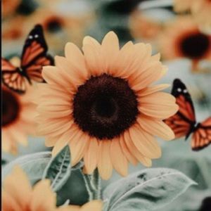 Meet your Posher, Kailee